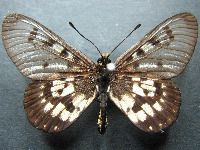Adult Male Upper of Glasswing - Acraea andromacha andromacha